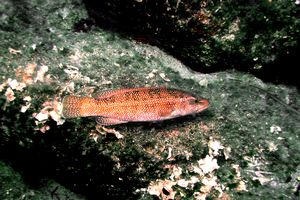 Tordo (Labrus viridis)