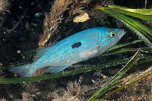 Menola (Spicara maena)