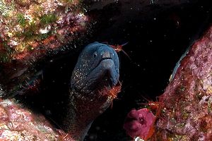 Murena (Muraena helena)