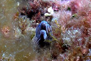 Murena (Muraena helena)