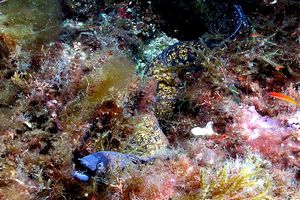 Murena (Muraena helena)