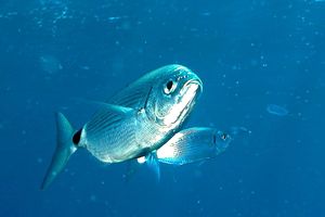 Occhiata (Oblada melanura)