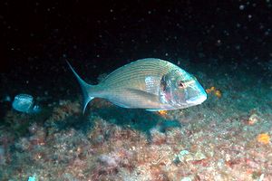 Orata (Sparus aurata)