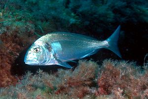 Orata (Sparus aurata)