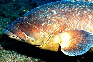 Cernia bruna (Epinephelus marginatus)