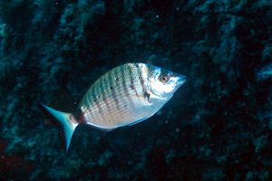 Sarago pizzuto (Diplodus puntazzo)