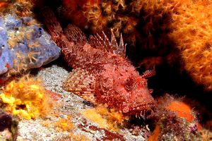 Scorfano rosso (Scorpaena scrofa)