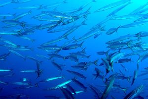 Barracuda boccagialla (Sphyraena viridensis)