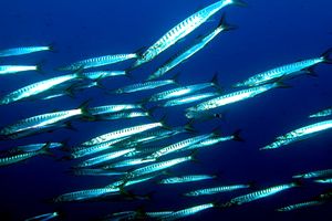 Barracuda boccagialla (Sphyraena viridensis)