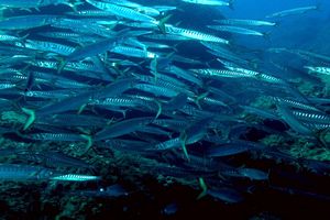 Barracuda boccagialla (Sphyraena viridensis)