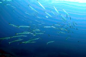 Barracuda boccagialla (Sphyraena viridensis)