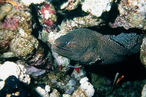 Murena gigante (Gymnothorax javanicus)