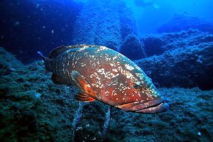 Cernia bruna (Epinephelus marginatus)