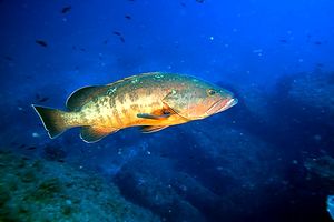 Cernia bruna (Epinephelus marginatus)