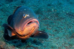 Cernia bruna (Epinephelus marginatus)