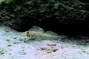Ghiozzo geniporo (Gobius geniporus)
