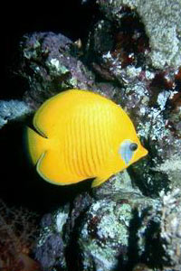 Pesce farfalla semimascherato (Chaetodon semilarvatus)