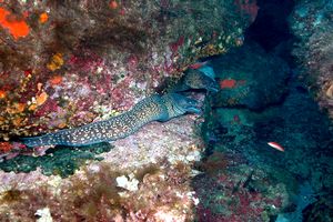 Murena (Muraena helena)