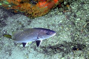 Corvina (Sciaena umbra)