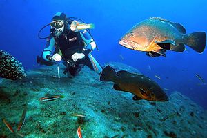 Cernia bruna (Epinephelus marginatus)