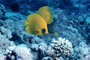 Pesce farfalla semimascherato (Chaetodon semilarvatus)