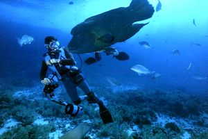 Pesce napoleone (Cheilinus undulatus)