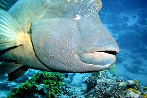 Pesce napoleone (Cheilinus undulatus)