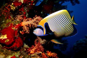 Pesce angelo imperatore (Pomacanthus imperator)
