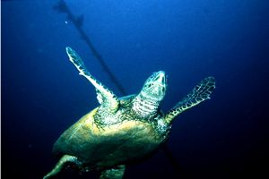 Tartaruga (Eretmochelys imbricata)