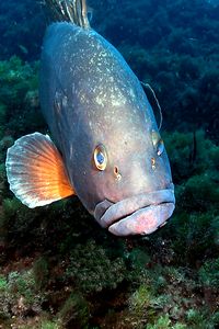 Cernia bruna (Epinephelus marginatus)