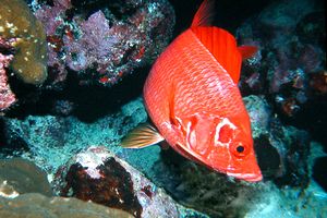 Pesce scoiattolo spinoso (Sargocentron spiniferum)