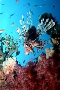 Pesce cobra (Pterois miles)