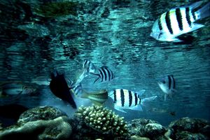 Pesce sergente dalla coda a forbice (Abudefduf sexfasciatus)