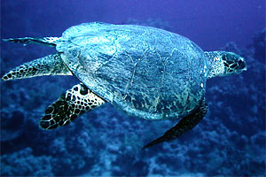 Tartaruga verde (Chelonia mydas)