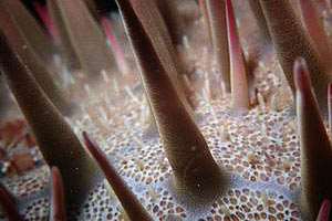 Stella corona di spine (Acanthaster planci)