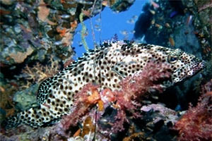 Cernia maculata bruna (Epinephelus tauvina)