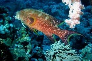 Cernia coda mezzaluna (Variola louti)