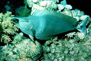 Pesce chirurgo unicorno (Naso brevirostris)