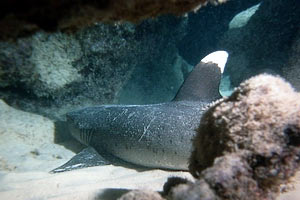 Squalo pinna bianca (Triaenodon obesus)