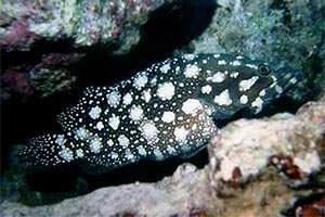 Cernia a macchie bianche (Epinephelus summana)