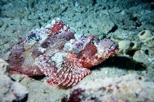 Pesce scorpione tassellato (Scorpaenopsis oxycephalus)