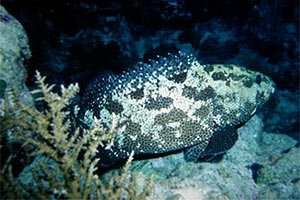 Cernia marmorizzata (Epinephelus polyphekadion)