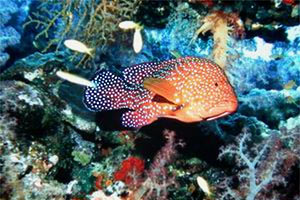 Cernia miniata (Cephalopholis miniata)