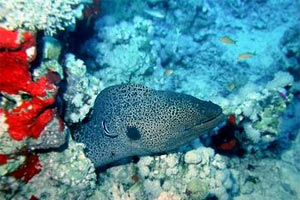 Murena gigante (Gymnothorax javanicus)