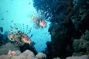 Pesce cobra (Pterois miles)