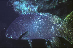 Cernia gigante (Epinephelus lanceolatus)