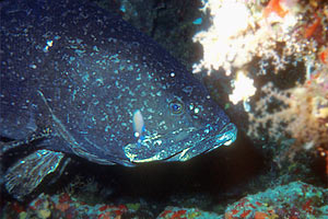 Cernia gigante (Epinephelus lanceolatus)