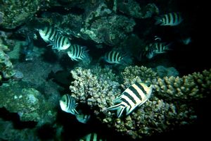 Pesce sergente (Abudefduf sexfasciatus)