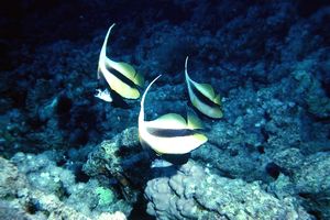 Pesce farfalla virgola (Heniochus intermedius)