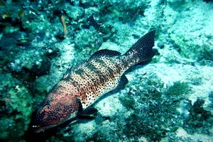 Cernia dei coralli del Mar rosso (Plectropomus pessuliferus marisrubri)